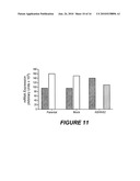 ANTIBODY THAT SPECIFICALLY BINDS HYALURONAN SYNTHASE diagram and image