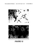 ANTIBODY THAT SPECIFICALLY BINDS HYALURONAN SYNTHASE diagram and image