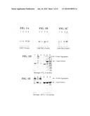 HPV ANTIGEN FUSION PROTEIN VACCINE COMPOSITIONS AND USES THEREOF diagram and image