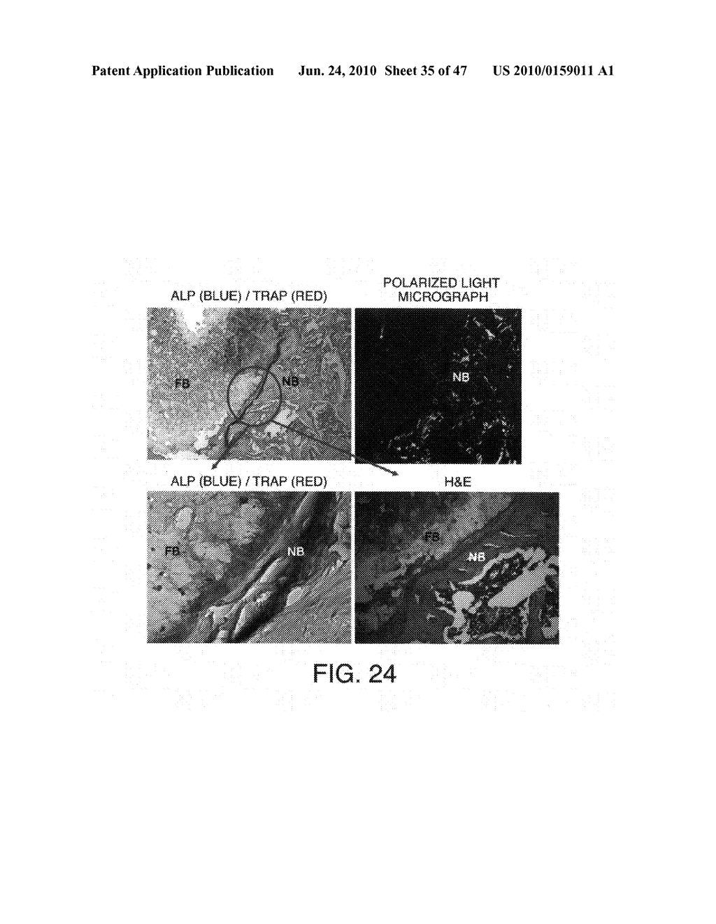 Compositions For Biomedical Applications - diagram, schematic, and image 36