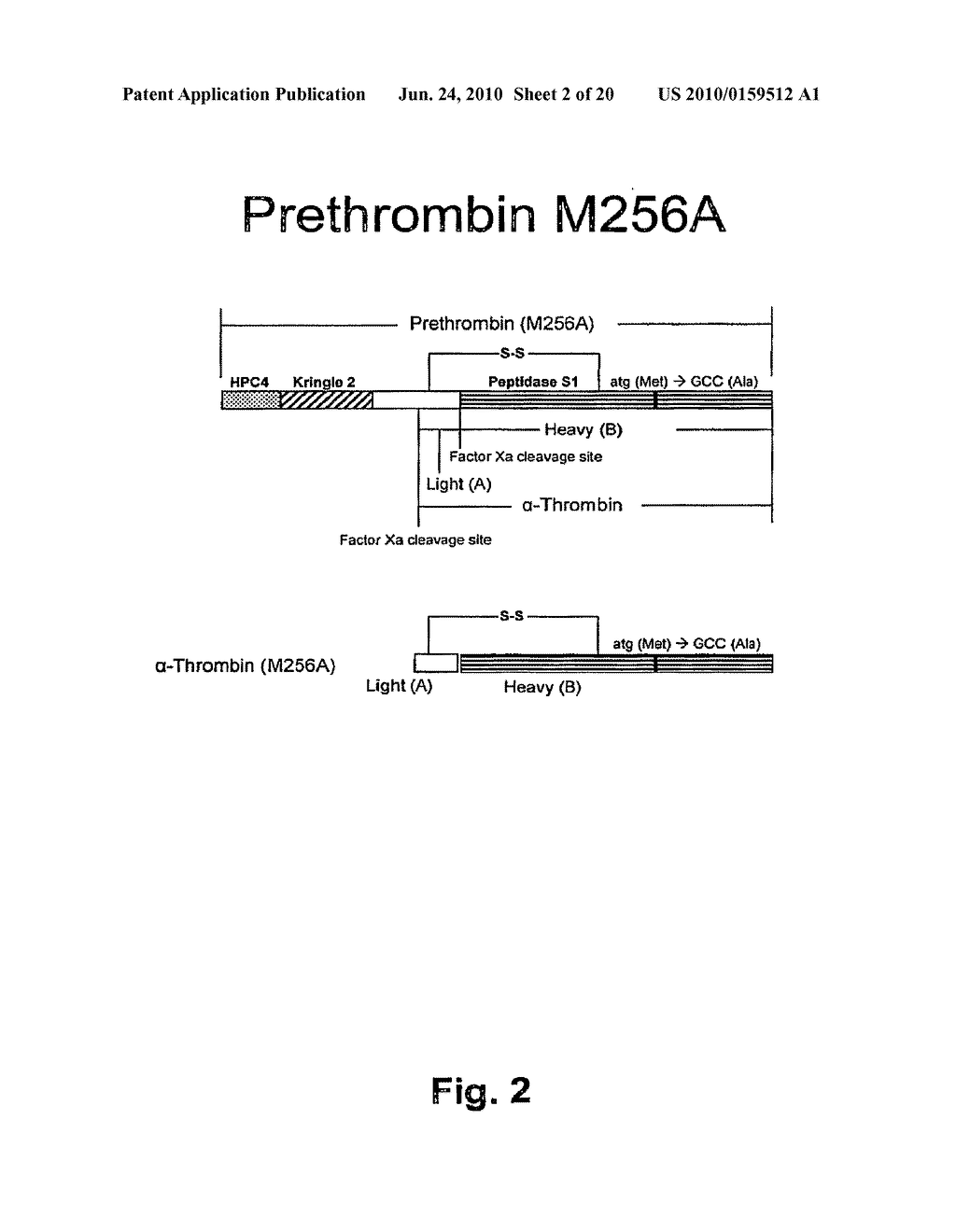 METHOD FOR THE PREPARATION OF RECOMBINANT HUMAN THROMBIN AND FIBRINOGEN - diagram, schematic, and image 03