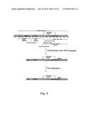 METHOD FOR THE PREPARATION OF RECOMBINANT HUMAN THROMBIN AND FIBRINOGEN diagram and image