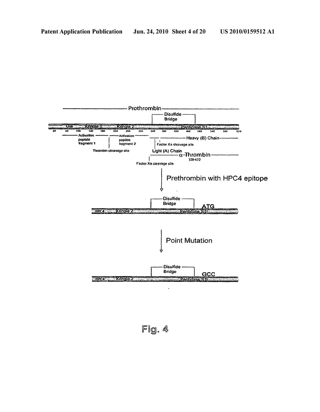 METHOD FOR THE PREPARATION OF RECOMBINANT HUMAN THROMBIN AND FIBRINOGEN - diagram, schematic, and image 05