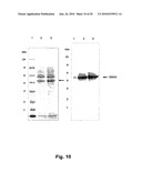 METHOD FOR THE PREPARATION OF RECOMBINANT HUMAN THROMBIN AND FIBRINOGEN diagram and image