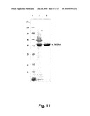 METHOD FOR THE PREPARATION OF RECOMBINANT HUMAN THROMBIN AND FIBRINOGEN diagram and image