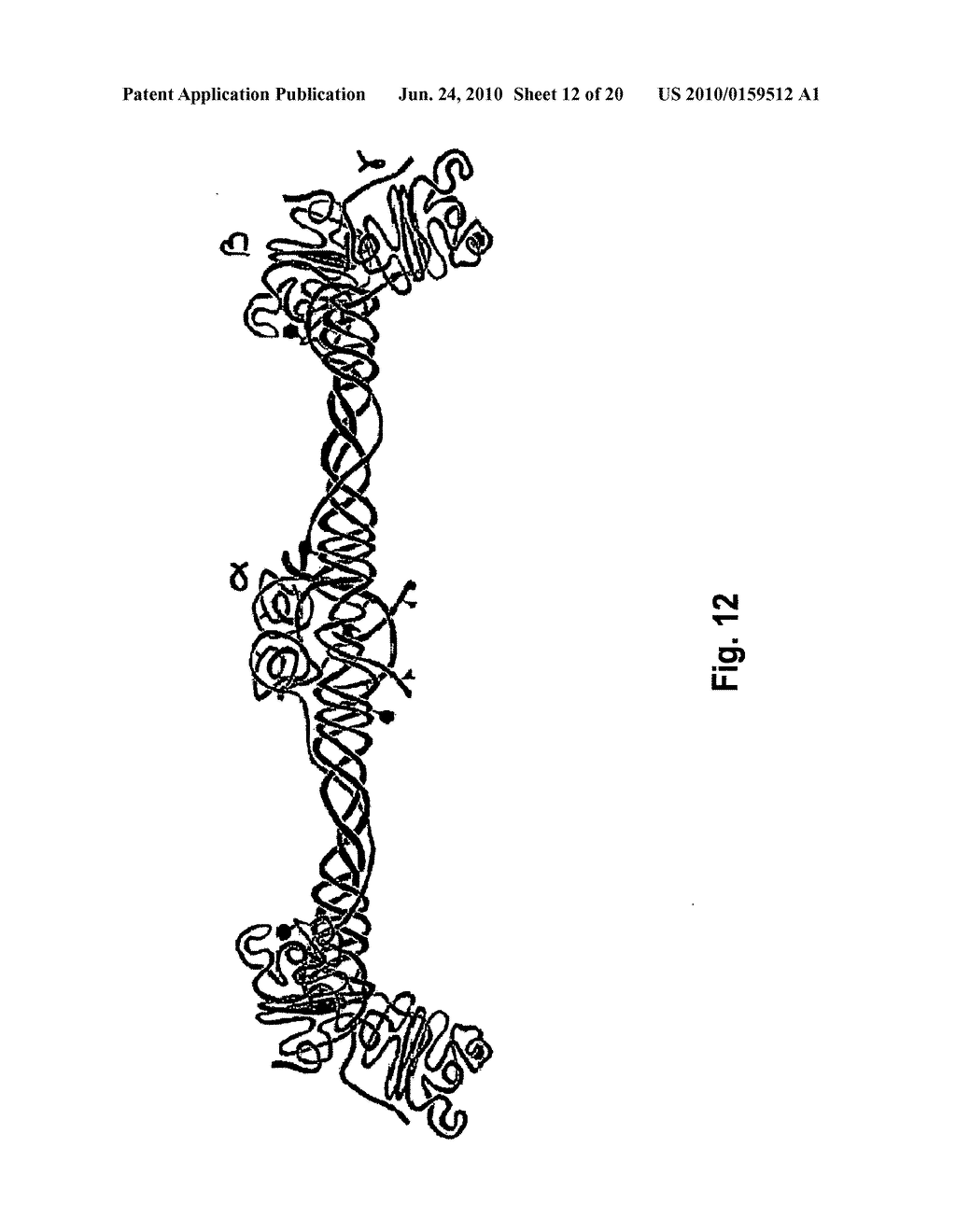 METHOD FOR THE PREPARATION OF RECOMBINANT HUMAN THROMBIN AND FIBRINOGEN - diagram, schematic, and image 13