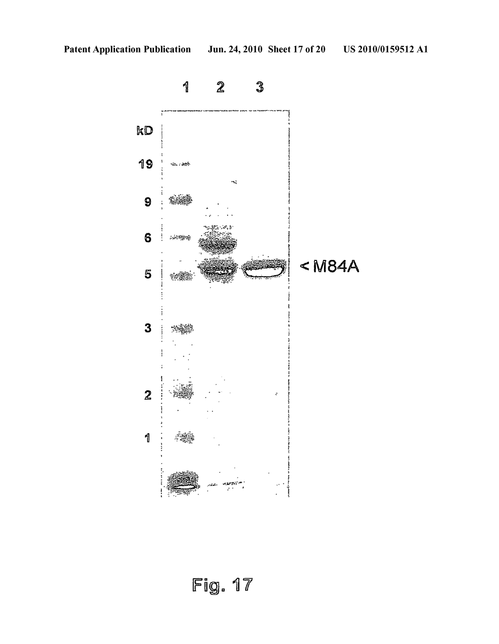 METHOD FOR THE PREPARATION OF RECOMBINANT HUMAN THROMBIN AND FIBRINOGEN - diagram, schematic, and image 18