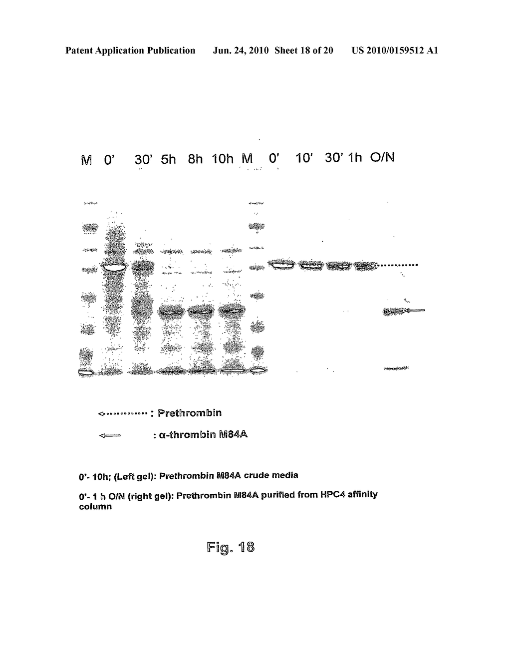 METHOD FOR THE PREPARATION OF RECOMBINANT HUMAN THROMBIN AND FIBRINOGEN - diagram, schematic, and image 19