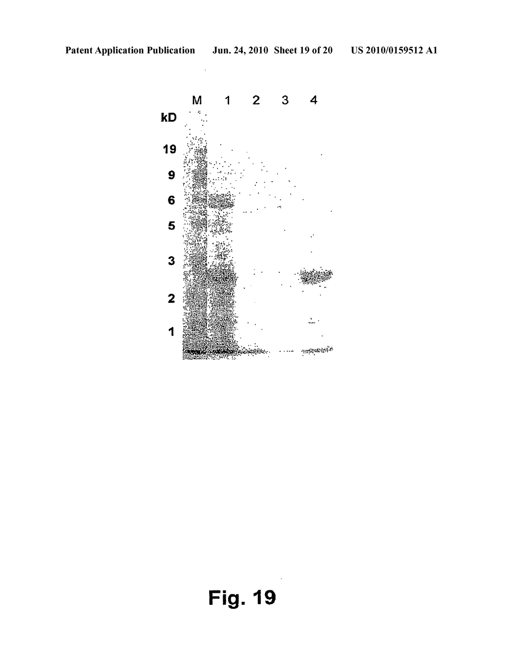 METHOD FOR THE PREPARATION OF RECOMBINANT HUMAN THROMBIN AND FIBRINOGEN - diagram, schematic, and image 20