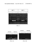 Polypeptides Having Nucleic Acid Binding Activity and Compositions and Methods For Nucleic Acid Amplification diagram and image