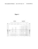 POLYMERASE STABILIZATION diagram and image