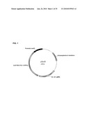 BACTERIAL CELLS HAVING A GLYOXYLATE SHUNT FOR THE MANUFACTURE OF SUCCINIC ACID diagram and image