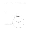 BACTERIAL CELLS HAVING A GLYOXYLATE SHUNT FOR THE MANUFACTURE OF SUCCINIC ACID diagram and image