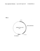 BACTERIAL CELLS HAVING A GLYOXYLATE SHUNT FOR THE MANUFACTURE OF SUCCINIC ACID diagram and image