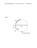 BACTERIAL CELLS HAVING A GLYOXYLATE SHUNT FOR THE MANUFACTURE OF SUCCINIC ACID diagram and image