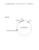 BACTERIAL CELLS HAVING A GLYOXYLATE SHUNT FOR THE MANUFACTURE OF SUCCINIC ACID diagram and image