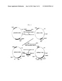 HOMO-SUCCINIC ACID PRODUCING MICROORGANISM VARIANT AND PROCESS FOR PREPARING SUCCINIC ACID USING THE SAME diagram and image