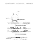 HOMO-SUCCINIC ACID PRODUCING MICROORGANISM VARIANT AND PROCESS FOR PREPARING SUCCINIC ACID USING THE SAME diagram and image