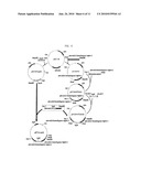 HOMO-SUCCINIC ACID PRODUCING MICROORGANISM VARIANT AND PROCESS FOR PREPARING SUCCINIC ACID USING THE SAME diagram and image