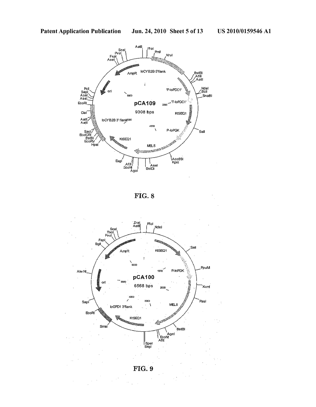 METABOLIC ENGINEERING OF YEASTS FOR THE PRODUCTION OF 1-BUTANOL - diagram, schematic, and image 06