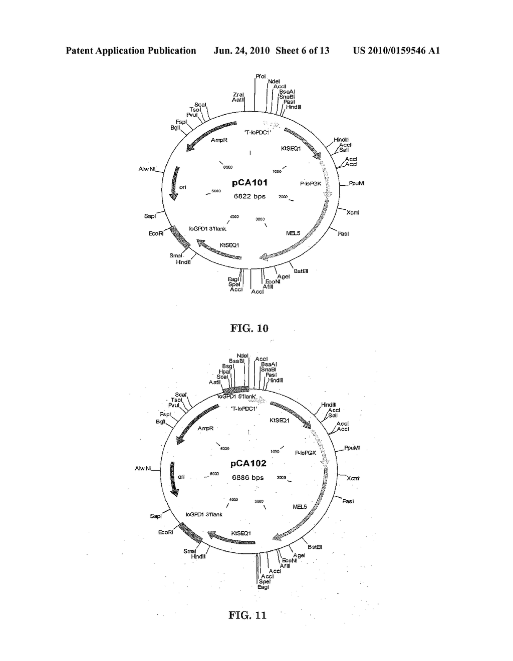 METABOLIC ENGINEERING OF YEASTS FOR THE PRODUCTION OF 1-BUTANOL - diagram, schematic, and image 07