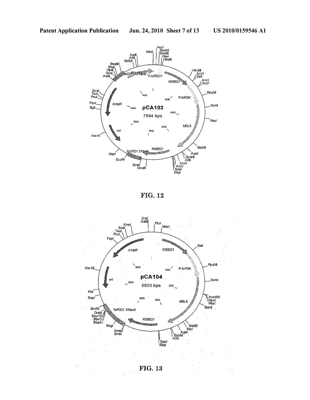 METABOLIC ENGINEERING OF YEASTS FOR THE PRODUCTION OF 1-BUTANOL - diagram, schematic, and image 08