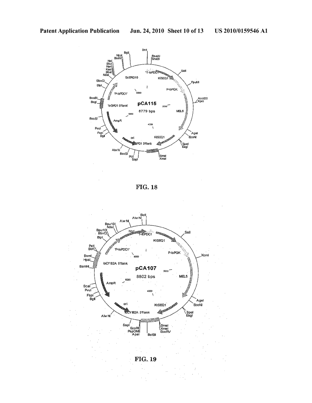 METABOLIC ENGINEERING OF YEASTS FOR THE PRODUCTION OF 1-BUTANOL - diagram, schematic, and image 11