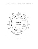 METABOLIC ENGINEERING OF YEASTS FOR THE PRODUCTION OF 1-BUTANOL diagram and image