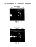 KITS FOR AMPLIFYING DNA diagram and image