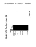 Protease resistant recombinant bacterial collagenases diagram and image