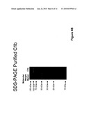 Protease resistant recombinant bacterial collagenases diagram and image