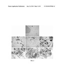 GORDONIA SIHWENSIS STRAIN AND USES THEREOF diagram and image