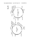 ANTIBODIES AGAINST HUMAN ANGIOPOIETIN 2 diagram and image