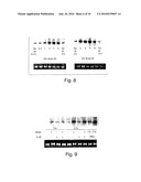 IL1RL-1 AS A CARDIOVASCULAR DISEASE MARKER AND THERAPEUTIC TARGET diagram and image