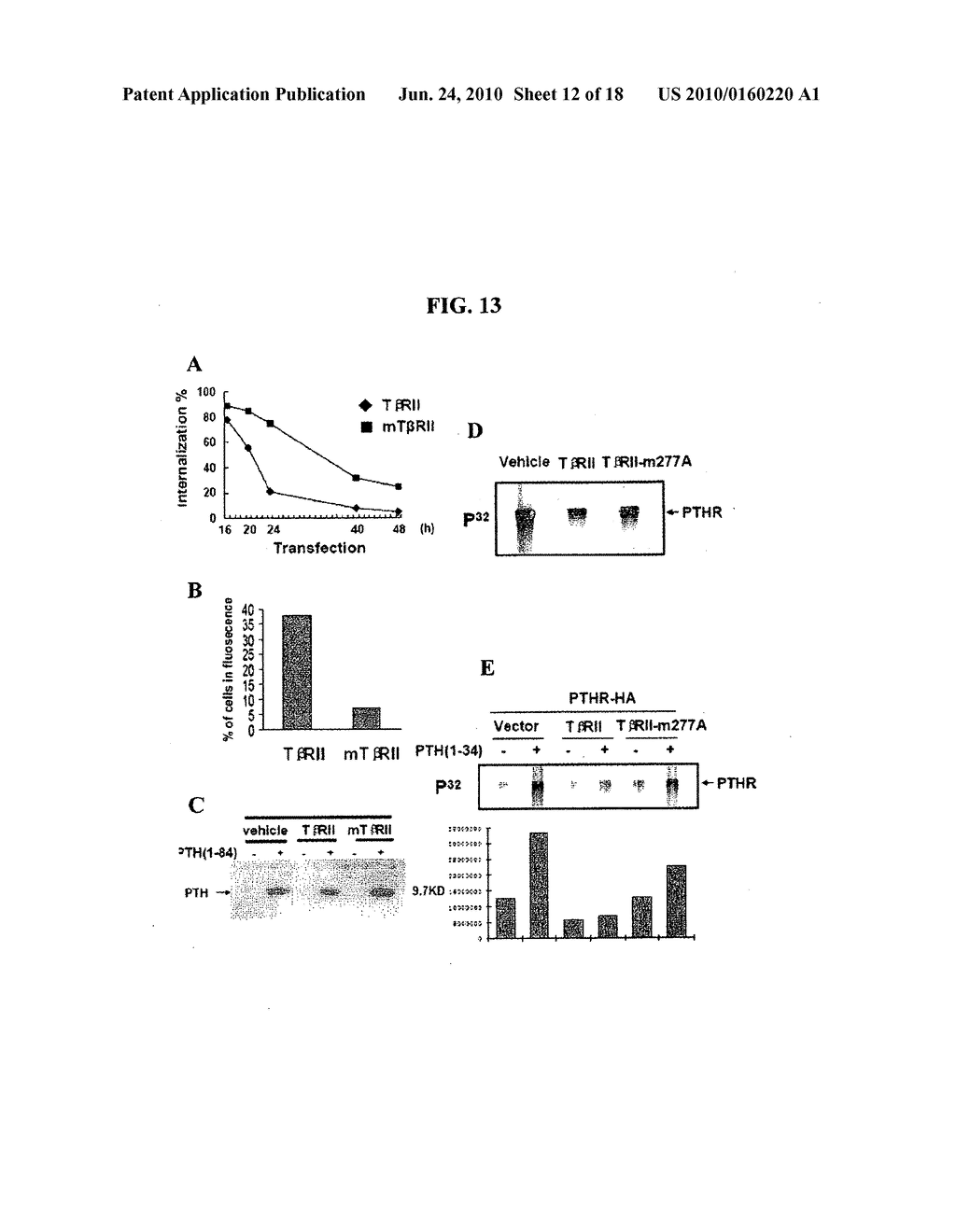 Compositions and Methods for Improving Bone Mass Through Modulation of Novel Receptors of PTH and Fragments Thereof - diagram, schematic, and image 13