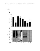 UBIQUITIN AND UBIQUITIN RELATED MOLECULES FOR TREATMENT AND PREVENTION OF HARMFUL ACTIVATION OF THE IMMUNE SYSTEM diagram and image