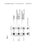 Multi-stage stem cell carcinogenesis diagram and image