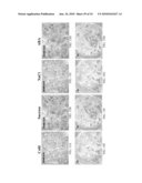 POLYNUCLEOTIDES AND POLYPEPTIDES IN PLANTS diagram and image