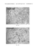 POLYNUCLEOTIDES AND POLYPEPTIDES IN PLANTS diagram and image