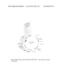 PLANT CELLS AND PLANTS WITH INCREASED TOLERANCE AND/OR RESISTANCE TO ENVIRONMENTAL STRESS AND INCREASED BIOMASS PRODUCTION-KO diagram and image