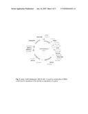 PLANT CELLS AND PLANTS WITH INCREASED TOLERANCE AND/OR RESISTANCE TO ENVIRONMENTAL STRESS AND INCREASED BIOMASS PRODUCTION-KO diagram and image