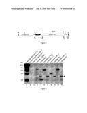 INDUCTION OF Xa27 BY THE avrXa27 GENE IN RICE CONFERS BROAD-SPECTRUM RESISTANCE TO Xanthomonas oryzae pv. oryzae AND ENHANCED RESISTANCE TO Xanthomonas oryzae pv. oryzicola diagram and image