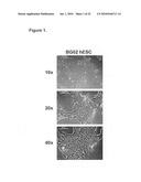 EARLY MESODERM CELLS, A STABLE POPULATION OF MESENDODERM CELLS THAT HAS UTILITY FOR GENERATION OF ENDODERM AND MESODERM LINEAGES AND MULTIPOTENT MIGRATORY CELLS (MMC) diagram and image