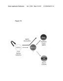 EARLY MESODERM CELLS, A STABLE POPULATION OF MESENDODERM CELLS THAT HAS UTILITY FOR GENERATION OF ENDODERM AND MESODERM LINEAGES AND MULTIPOTENT MIGRATORY CELLS (MMC) diagram and image