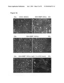 EARLY MESODERM CELLS, A STABLE POPULATION OF MESENDODERM CELLS THAT HAS UTILITY FOR GENERATION OF ENDODERM AND MESODERM LINEAGES AND MULTIPOTENT MIGRATORY CELLS (MMC) diagram and image