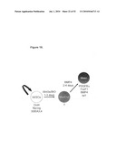 EARLY MESODERM CELLS, A STABLE POPULATION OF MESENDODERM CELLS THAT HAS UTILITY FOR GENERATION OF ENDODERM AND MESODERM LINEAGES AND MULTIPOTENT MIGRATORY CELLS (MMC) diagram and image