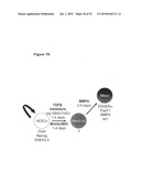 EARLY MESODERM CELLS, A STABLE POPULATION OF MESENDODERM CELLS THAT HAS UTILITY FOR GENERATION OF ENDODERM AND MESODERM LINEAGES AND MULTIPOTENT MIGRATORY CELLS (MMC) diagram and image