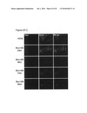 EARLY MESODERM CELLS, A STABLE POPULATION OF MESENDODERM CELLS THAT HAS UTILITY FOR GENERATION OF ENDODERM AND MESODERM LINEAGES AND MULTIPOTENT MIGRATORY CELLS (MMC) diagram and image