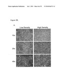 EARLY MESODERM CELLS, A STABLE POPULATION OF MESENDODERM CELLS THAT HAS UTILITY FOR GENERATION OF ENDODERM AND MESODERM LINEAGES AND MULTIPOTENT MIGRATORY CELLS (MMC) diagram and image