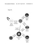 EARLY MESODERM CELLS, A STABLE POPULATION OF MESENDODERM CELLS THAT HAS UTILITY FOR GENERATION OF ENDODERM AND MESODERM LINEAGES AND MULTIPOTENT MIGRATORY CELLS (MMC) diagram and image